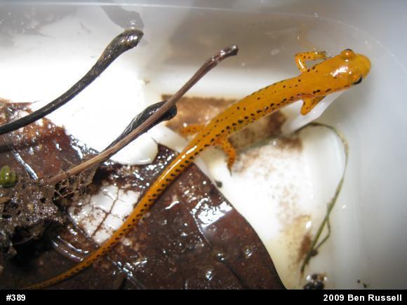 Eastern Long-tailed Salamander