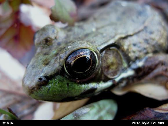 Green Frog