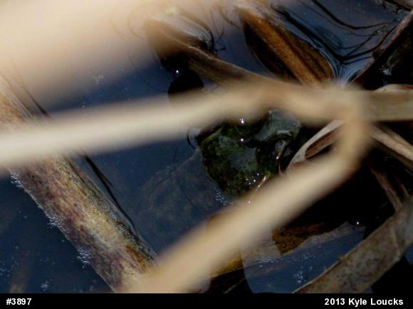 Green Frog