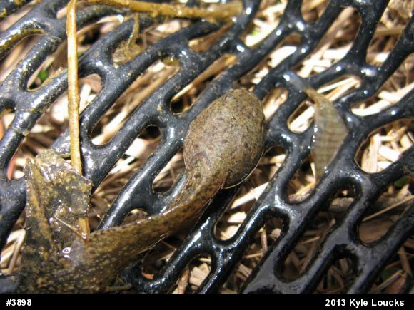 Green Frog