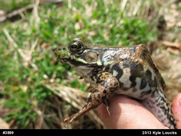 Green Frog