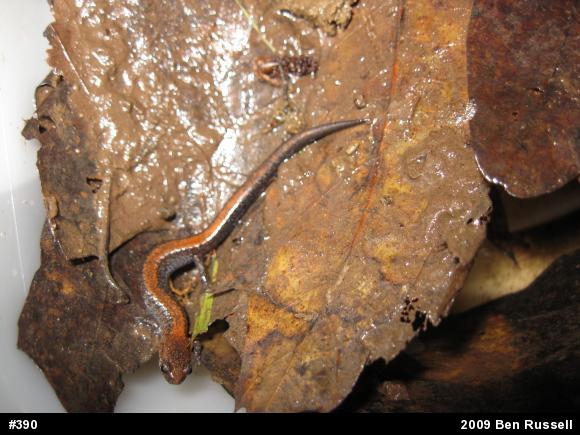 Eastern Red-backed  Salamander