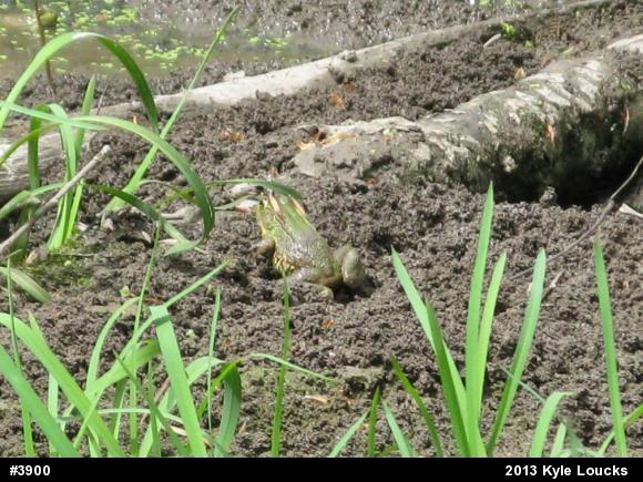Green Frog