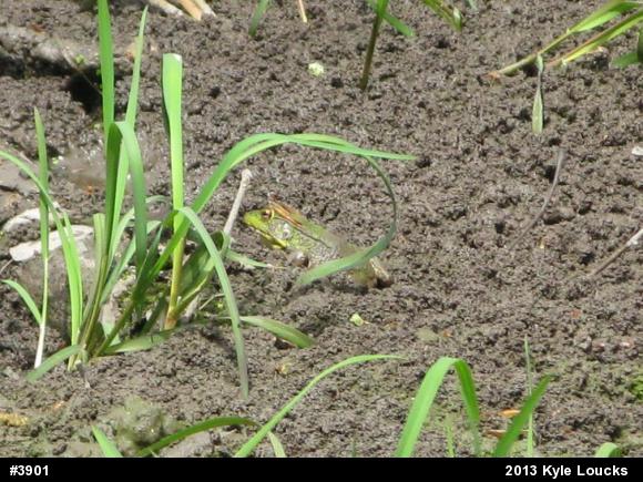 Green Frog