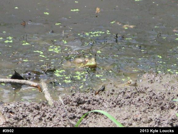 Green Frog