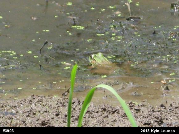 Green Frog