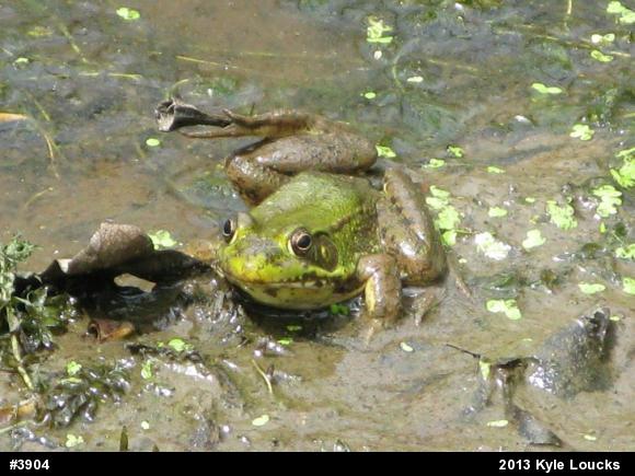 Green Frog