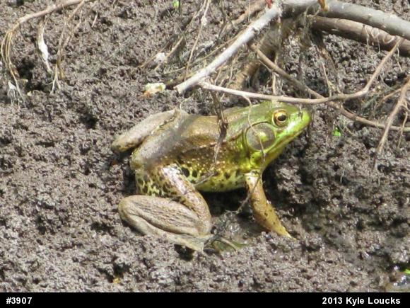 Green Frog