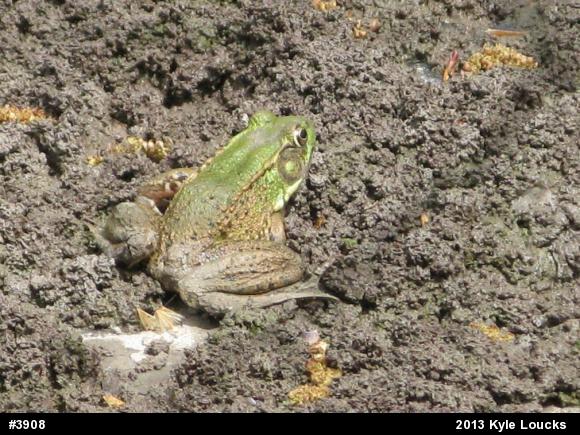 Green Frog
