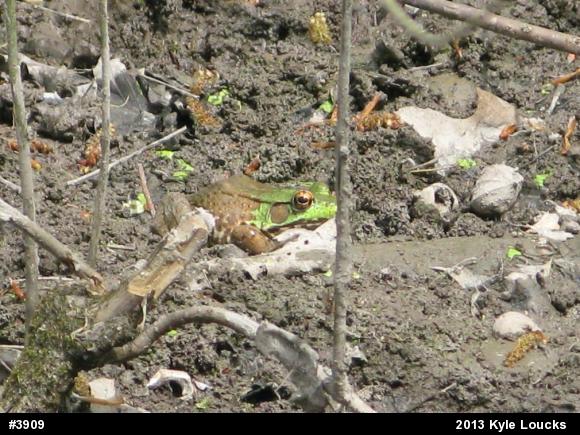 Green Frog