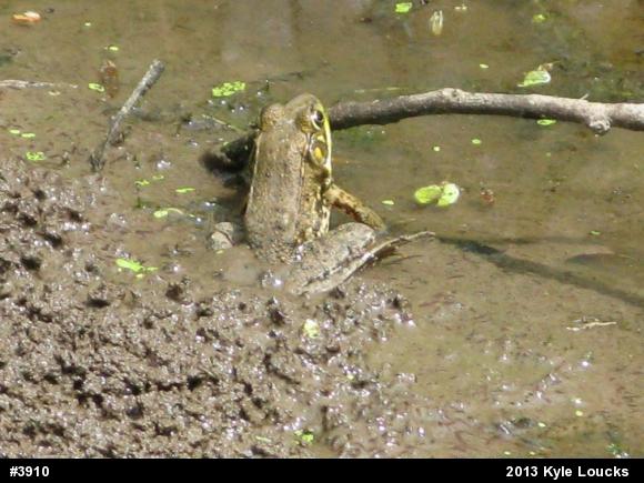 Green Frog