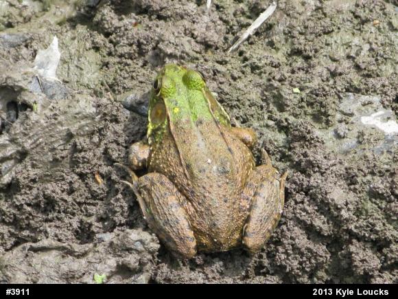 Green Frog