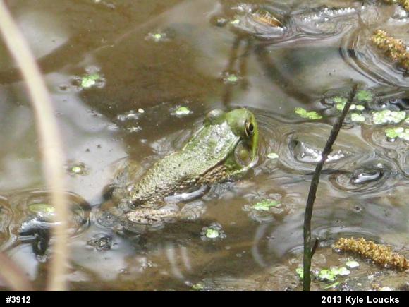 Green Frog