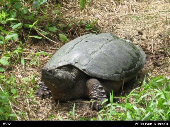 Snapping Turtle