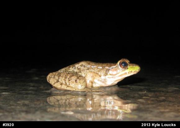 Green Frog