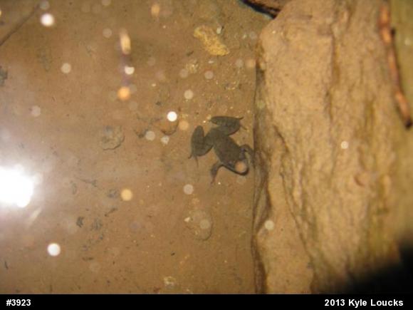 Green Frog