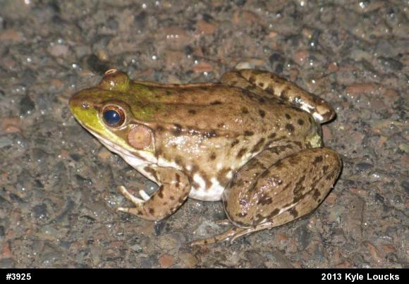 Green Frog