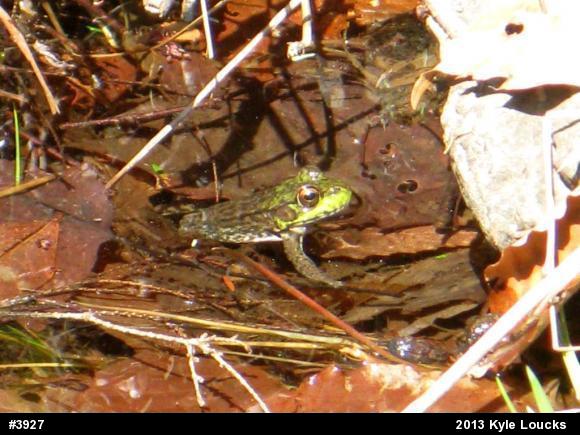 Green Frog