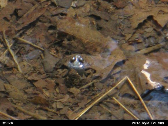 True Frogs