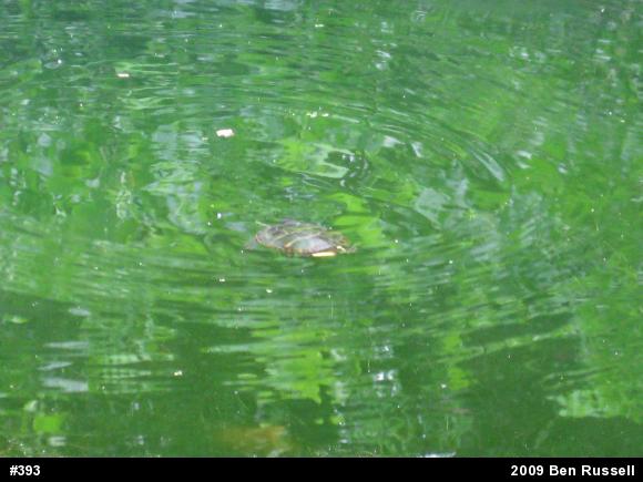 Eastern Painted Turtle