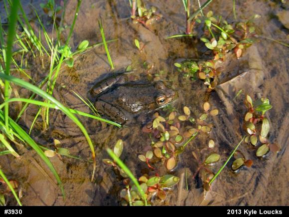 Green Frog