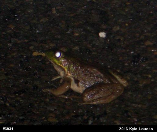 Green Frog