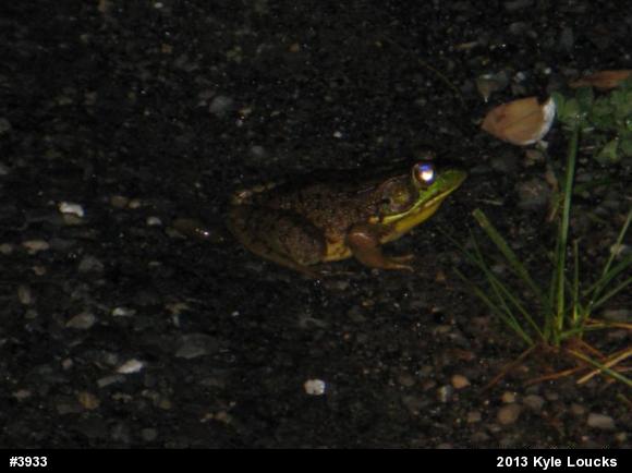 Green Frog