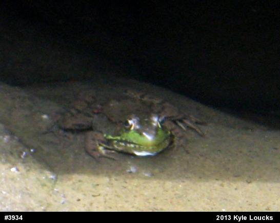 Green Frog