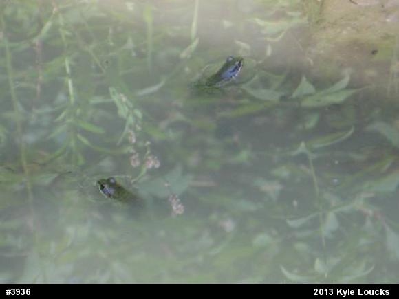 Green Frog
