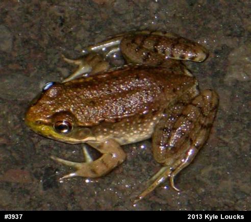 Green Frog