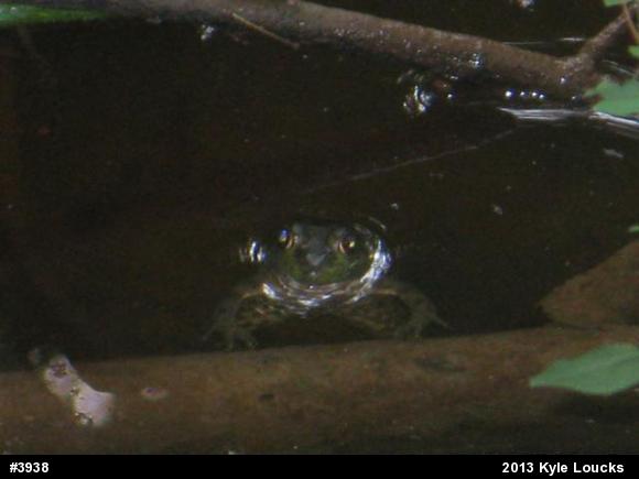 True Frogs