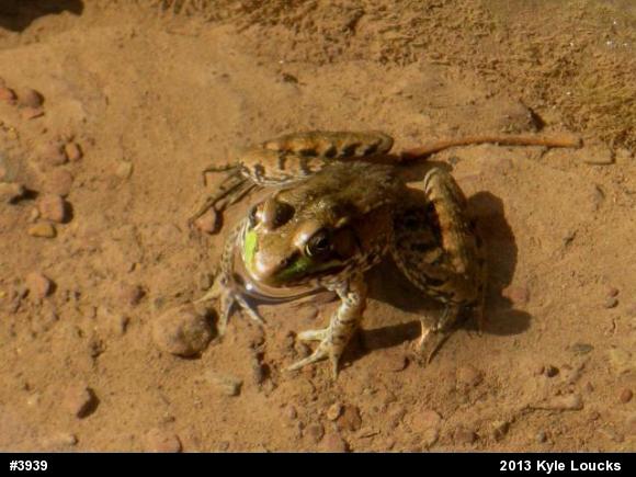 Green Frog
