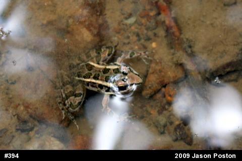 Pickerel Frog
