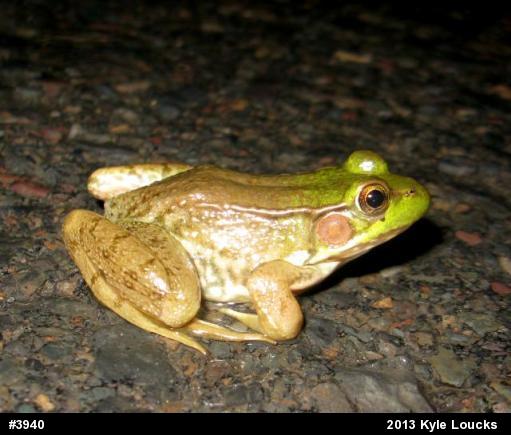 Green Frog