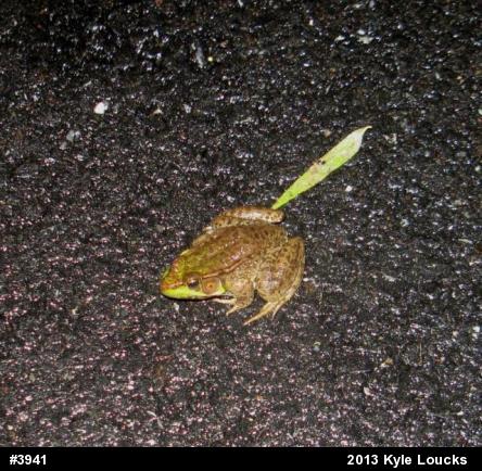 Green Frog