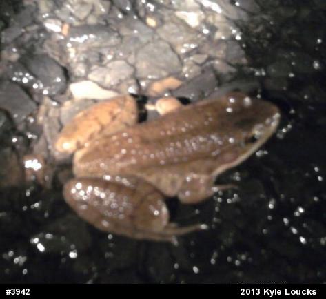 Green Frog