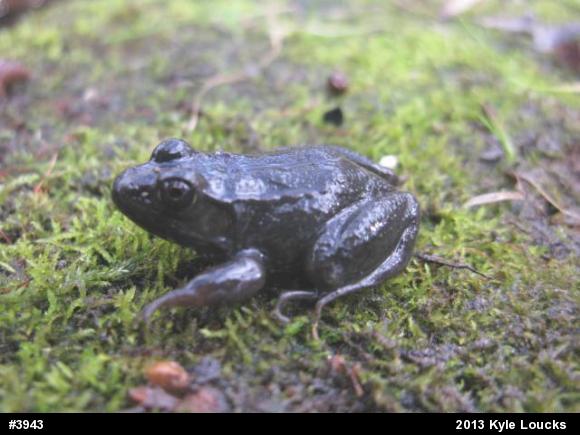 Green Frog