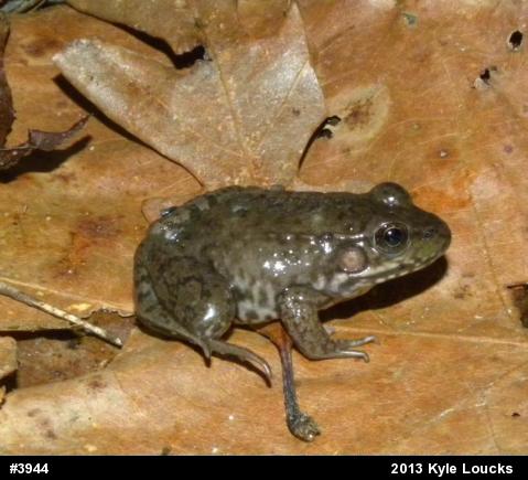 Green Frog