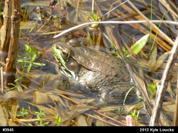 Green Frog
