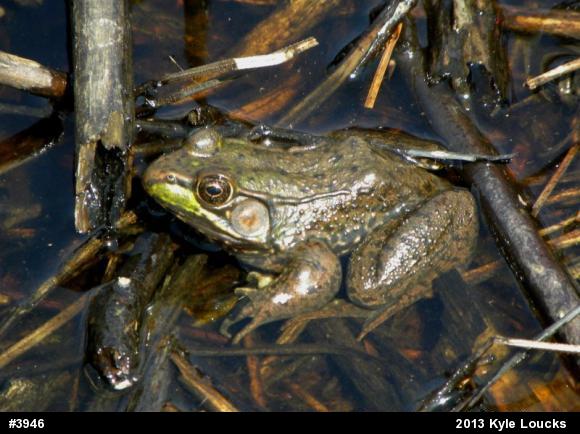 Green Frog