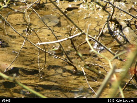 True Frogs