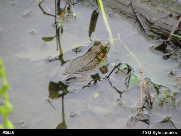 Green Frog