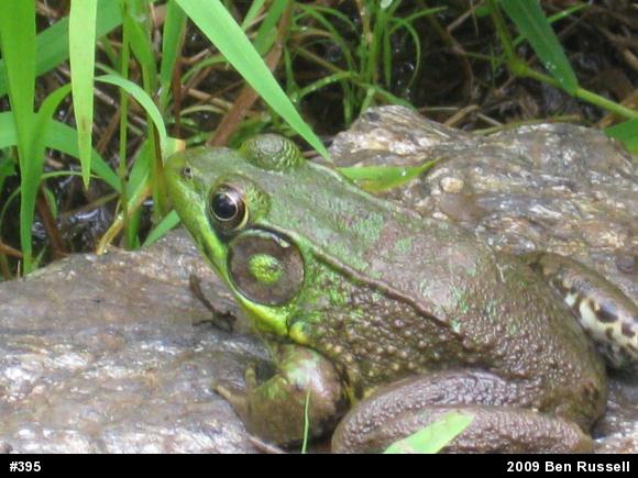 Green Frog