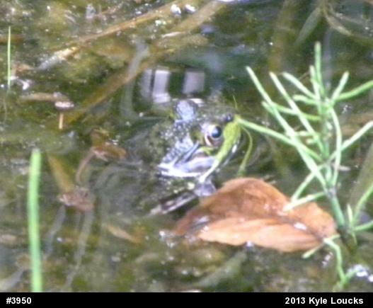 Green Frog