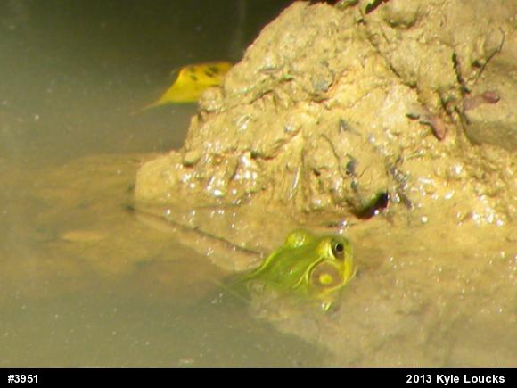 Green Frog