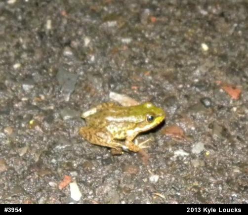 Green Frog