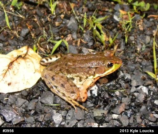 Green Frog