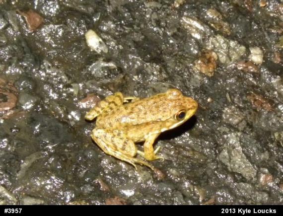 Green Frog