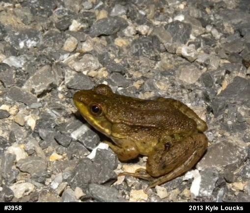 Green Frog