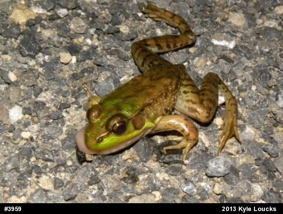 Green Frog